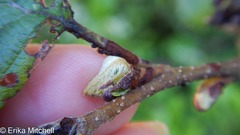 Dasineura serrulatae