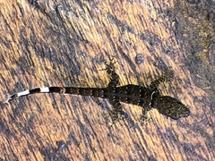 Gonatodes concinnatus