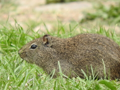 Galea leucoblephara