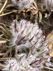 Ptilotus declinatus