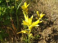Castilleja subinclusa
