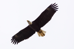 Haliaeetus