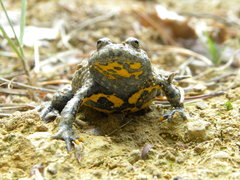 Bombina variegata variegata