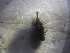 Rhionaeschna psilus