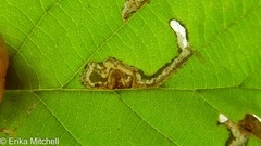 Ectoedemia virgulae