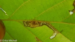 Ectoedemia virgulae