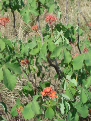 Jatropha grossidentata
