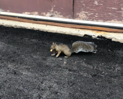 Sciurus carolinensis