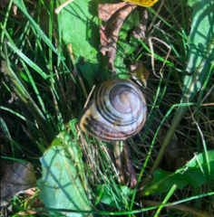 Cepaea nemoralis