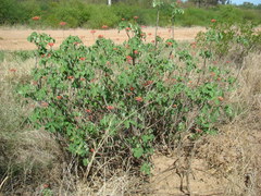 Jatropha grossidentata