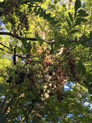 Styphnolobium affine