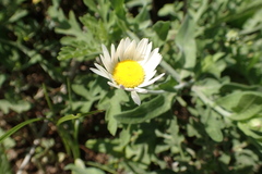 Erigeron procumbens
