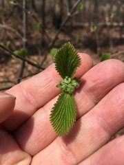 Viburnum plicatum