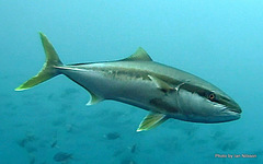 Seriola lalandi
