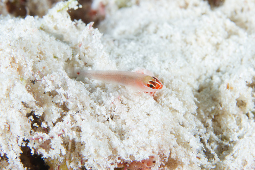 Trimma dalerocheila, 2017-10-31
