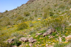 Eschscholzia californica californica
