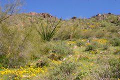 Eschscholzia californica californica