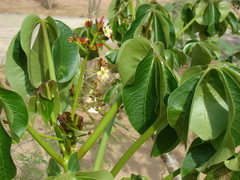 Jatropha macrocarpa