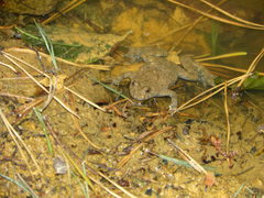 Bombina variegata variegata