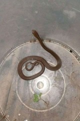 Gongylosoma baliodeira