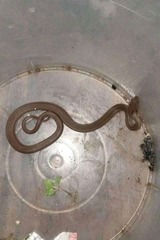 Gongylosoma baliodeira