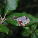 New Holm Oak Pigmy - Photo (c) James Bailey, some rights reserved (CC BY-NC), uploaded by James Bailey