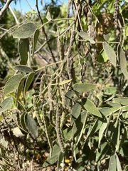 Senna villosa