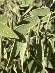 Senna villosa
