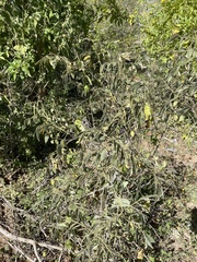 Senna villosa