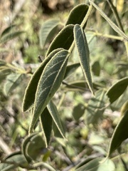 Senna villosa