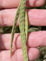 Senna villosa