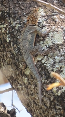 Tropidurus spinulosus