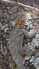 Tropidurus spinulosus