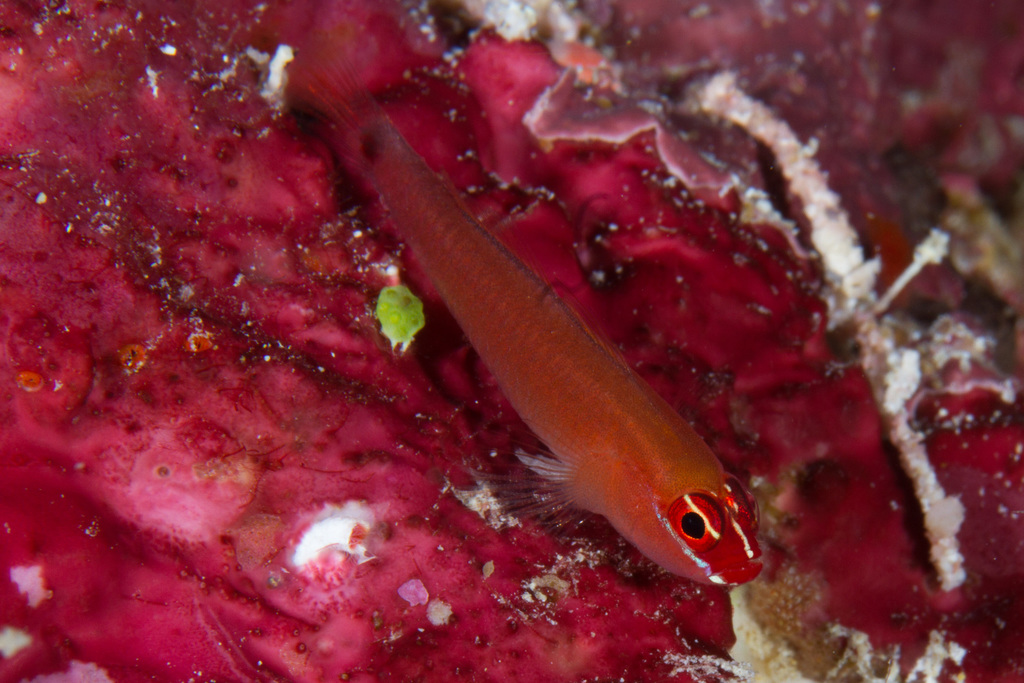 Hotlips Pygmygoby