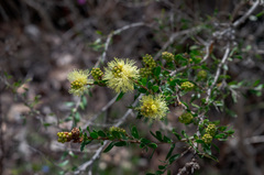 Melaleuca thymoides