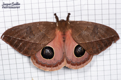 Pseudautomeris yourii