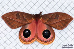 Pseudautomeris yourii