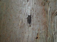 Myopsalta mackinlayi