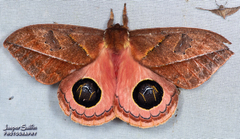 Pseudautomeris yourii