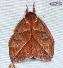 Pseudautomeris yourii