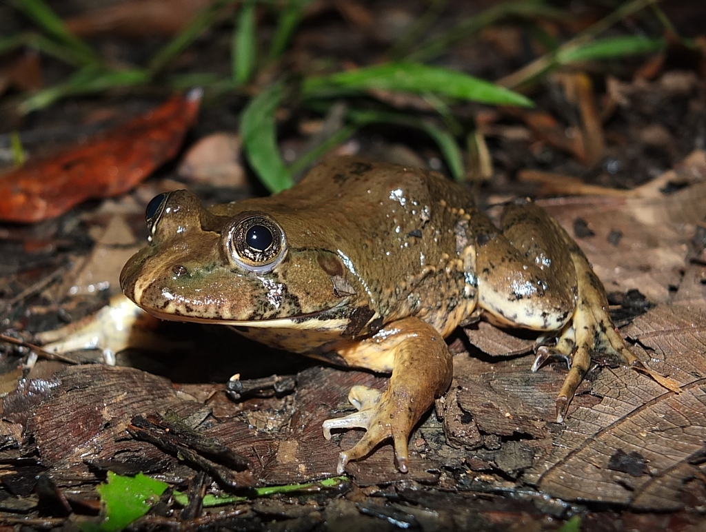 Schmidt's Forest Frog