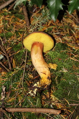 Aureoboletus mirabilis