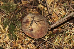 Aureoboletus mirabilis