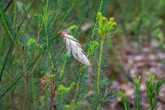 Johnsonia lupulina