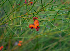 Daviesia brevifolia