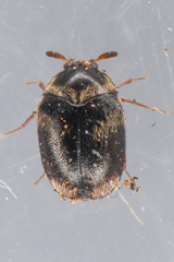 Cryptorhopalum apicale