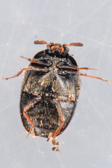 Cryptorhopalum apicale