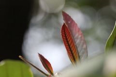 Meliosma fordii