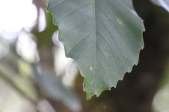 Meliosma fordii
