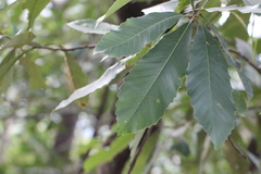 Meliosma fordii